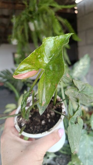 Другие комнатные растения: Продаются комнатные цветы. Токмок — 5