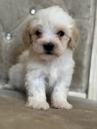 İtlər: Bişon Frize — 9