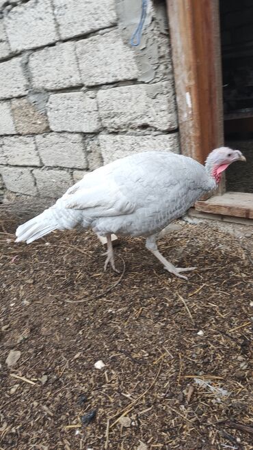 Hinduşka: Məhsul: Hinduşka (ev quşu) Təsvir: - Şəkillərdə boz/gümüşü rəngli və — 1