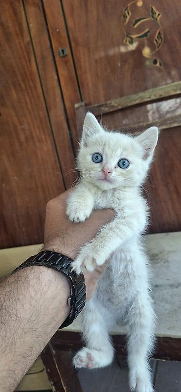 heyvan bazari: Tabbi, Yaxşı əllərə — 1