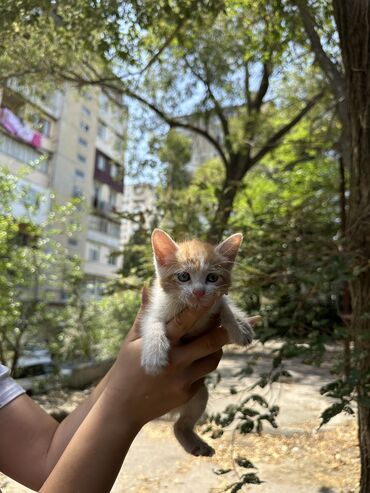pişik cüt: Самец, Самка, В добрые руки, Самовывоз