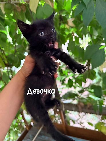приют котят: Срочно ищем дом спасенным котятам, с нелегкой судьбой. Были выкинуты — 4