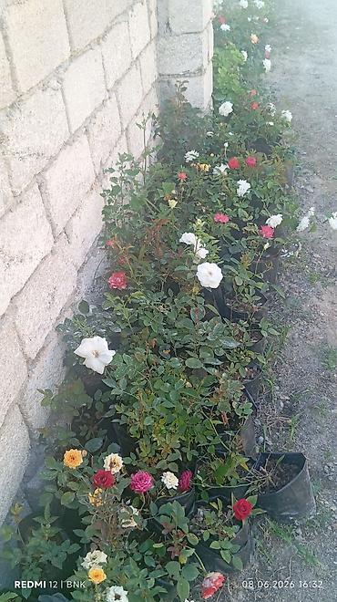 kalistamon gulu: Çiçəkli dekorativ bitkilər – qapalı və açıq məkanlar üçün Məhsul — 5