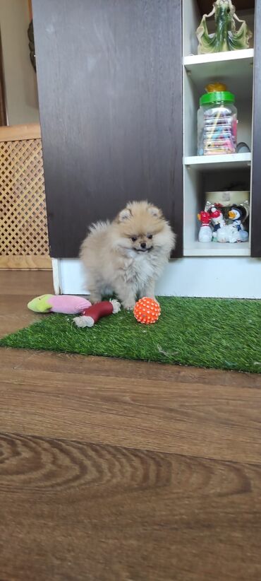 pomeranian shpic: Mikro Pomeran Shpic balaları satılır çox gözəl və ağıllıdilar erkek