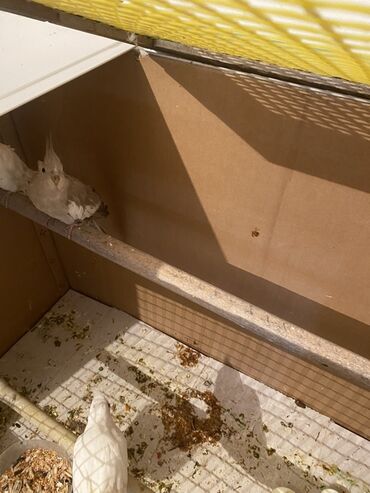 Tutuquşları: Nimfa (Cockatiel) papağanları – açıq rəng mutasiyaları - Növ: Nimfa — 2