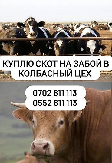 баран живой: Частное лицо : Коровы, быки, | Забитый, На забой, на мясо — 3