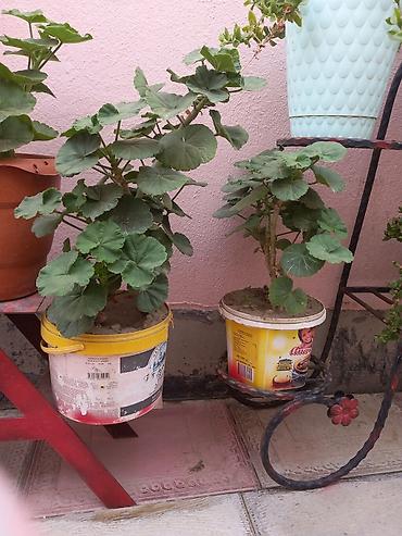 Çöl bitkiləri: Pelargonium (qızılqol) saksı gülləri və sukkulent - Növ: Pelargonium — 2