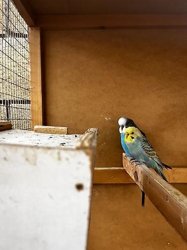 Животные: Волнистые попугаи (budgerigar) различных окрасов. Описание: - — 6