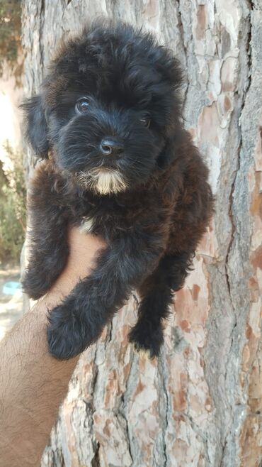 Gəmiricilər: 1 ay, Dişi