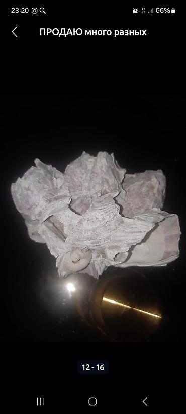 Зоотовары: Продаю много разных хороших интересных вещей заходите в мой профиль — 6