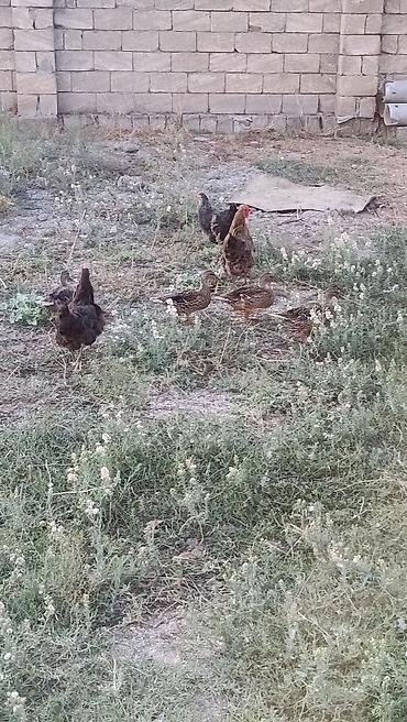 ətlik inək cinsləri: Satılır: ördək sürüs cöl ördəyi bu il cıxıb balaları cutu 40 manat 5 — 1