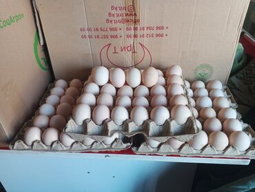 домашнее молоко бишкек: Молочные продукты и яйца