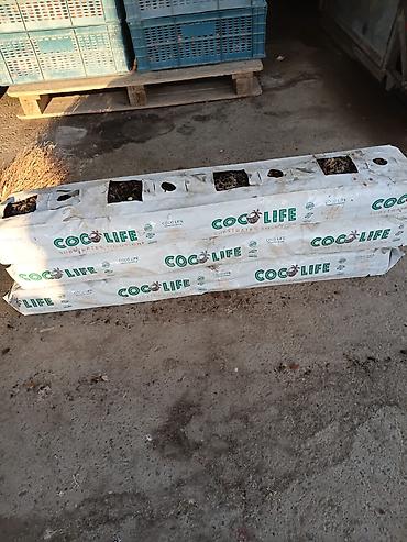 baklar və çənlər: COCO LIFE kokos substrat - 12 000+ ədəd hazır! Samuxda 3 hektarlıq — 3