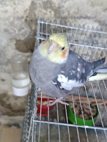 sultan tutuquşusu: Nimfalari (Cockatiel) cütü - Növ: Nimfa tutuquşusu (Cockatiel) - — 5