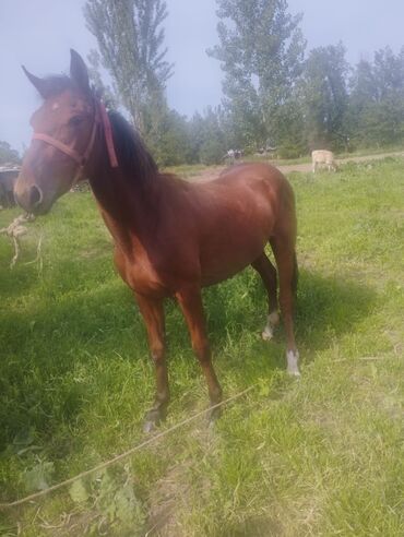 лошадь кыргызстан: Продаю | Кобыла (самка) | Для разведения, Для молока