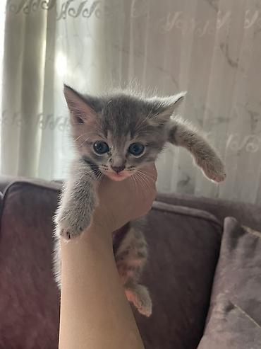 qara pisik: Boz rəngli balaca pişik balası - Cins: ev pişiyi (qısa tüklü — 2