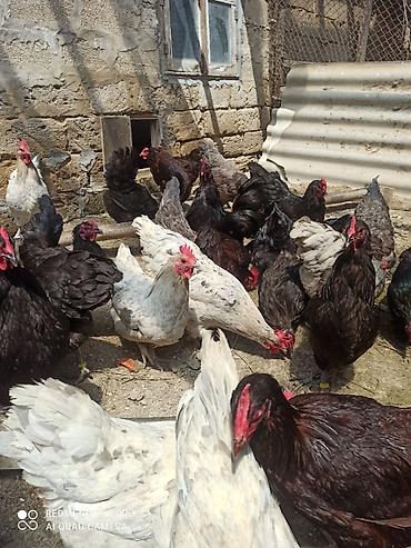 satılan atlar: Toyuq, Australorp, Damazlıq, Ödənişli çatdırılma, Ünvandan götürmə — 2