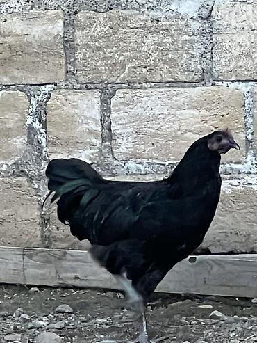 bars bit dermani: Toyuq, Damazlıq, Ünvandan götürmə — 2