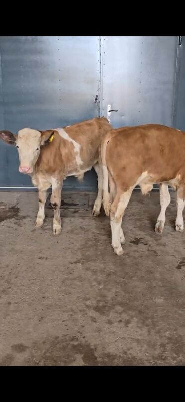 Dana, buzov: Məhsul: Simental cinsli buzovlar Təsvir: - Rəng: açıq-qəhvəyi/ağ — 11