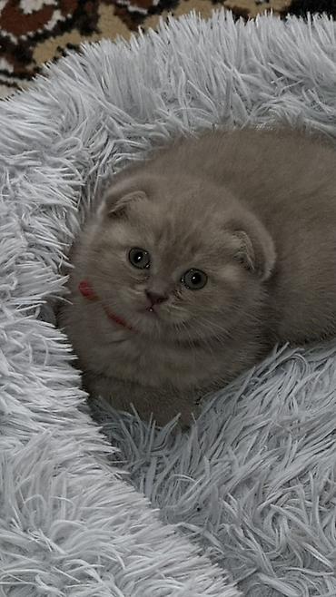 Продажа кошек: Шотландский чистокровный вислоухий котёнок (Scottish Fold),девочка — 1
