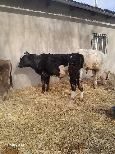 Коровы, быки: Продаю | Бык (самец) | Полукровка | На откорм — 16