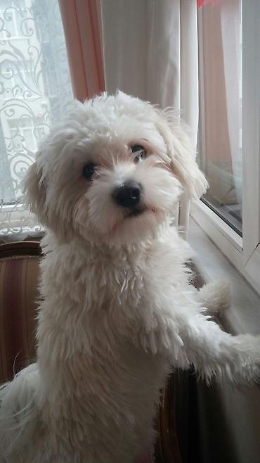 toy poodle satışı: Pudel, 4 ay, Dişi, Peyvəndli, Ünvandan götürmə — 3