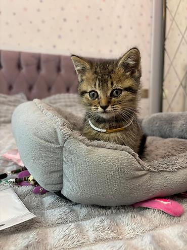 Pişiklər: Şotland — 7