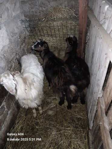 Qoyunlar, qoçlar: QOYUN-QUZU KEÇİLƏR — 6