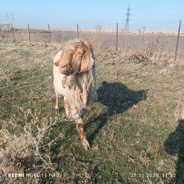 Козы, козлы: Продаю | Козёл (самец) | Битал | Осеменитель — 3