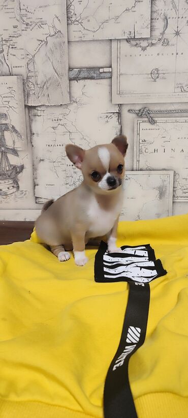 продажа щенков немецкой овчарки в бишкеке с документами: Чихуахуа, 3 месяца, Самка, С прививкой