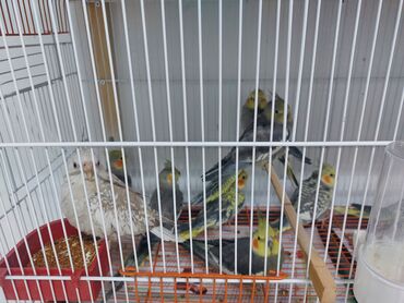 попугай корелла: Korella