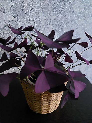 белый клевер купить: Оксалис треугольный (Oxalis triangularis), фиолетовый щавель в — 1