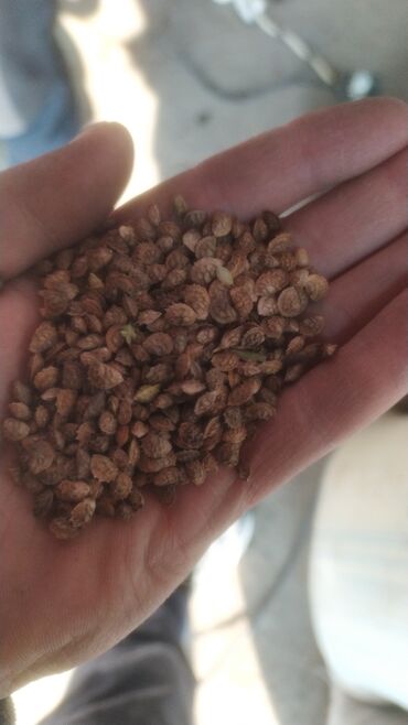 Корма для с/х животных: Эспарцет урук сатылат — 2