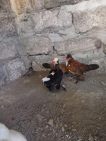 cücə damı: Toyuq cücələri, Damazlıq — 7