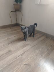 şirin dovşan şəkilləri: Britan, Erkək, Cütləşmə üçün