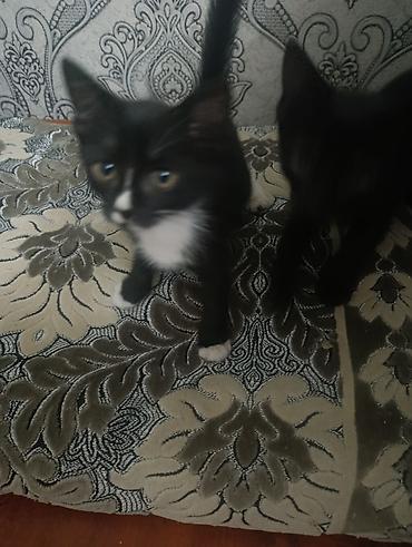 кошк: Котята домашние, окрас черный и черно‑белый (носочки и белая грудка у — 1