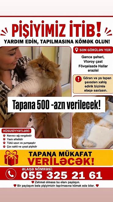 pişik gence: Elan: İtkin düşən pişik axtarılır Son görülən yer: Gəncə şəhəri — 1