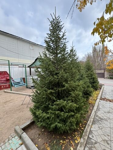 походное кресло: Көчөттөр дарактардын: Карагайлар