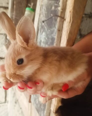 doberman balaları: Aslanbash karlik, sade karlik, holland lop, Turkiye anqorasi. saglam