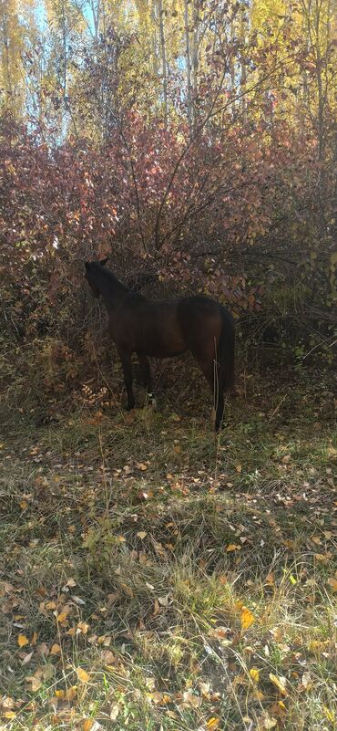 продаю дойных коров: Продаю | Кобыла (самка) | Английская | Для молока