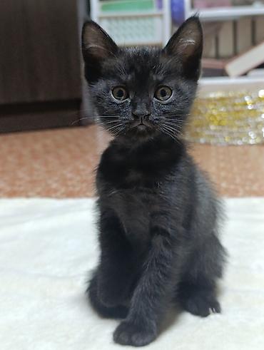 ошейник для котят: Котята. Ищем котяткам любящий, надёжный дом ♥️ Котятам 2 — 3