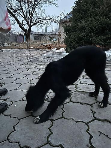 Продажа собак: Тайган, 4 месяца, Самка, С прививкой — 7