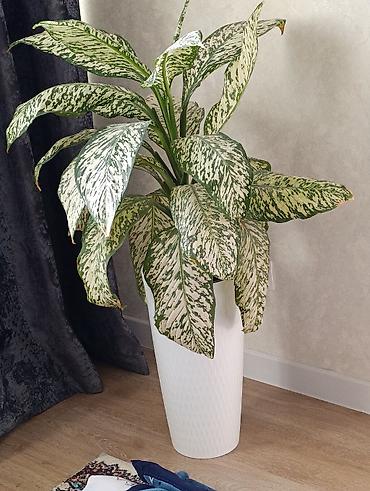 цветы комнатне: Аглаонема (пестролистная, variegata) в напольном кашпо. - Эффектные — 1