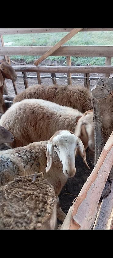 кой овца баран ягненок: Продаю | Баран (самец) — 1