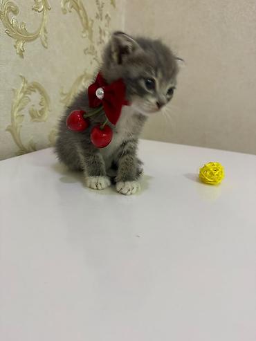 ev heyvan adlari: Sevimli balaca pişik balaları - Cins: ev pişiyi (qısa tüklü) - Rəng — 6