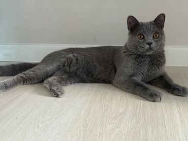 вольеры для собак купить: Кошка даром: Скотиш Страйт (Шотландская прямоухая), 9 месяцев, Мальчик, Приучена к лотку, Проглистована, С документами