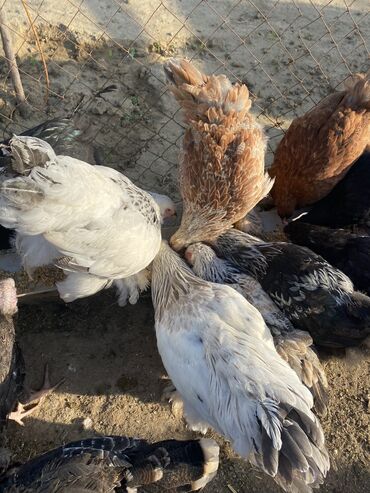 С/х животные и товары: Курица, Brama, Для яиц