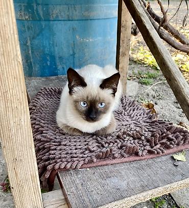 отдам даром котят бишкек: В ОЧЕНЬ добрые руки отдаю котяток. На 1 фото тайская — девочка 6 мес — 2