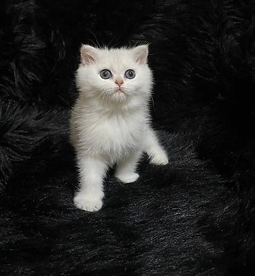 продаются котята: Скотиш Страйт (Шотландская прямоухая), 2 месяца, Девочка, Белый — 3