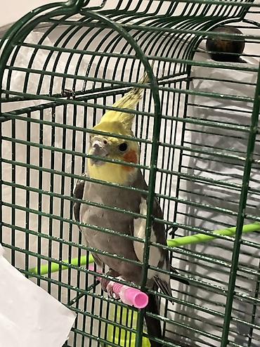 qəfəsi: Nimfa (Cockatiel) – ev quşu Adını diyir fit calır Adı koko - Növ — 1